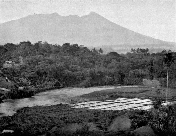 Submerged rice-fields.