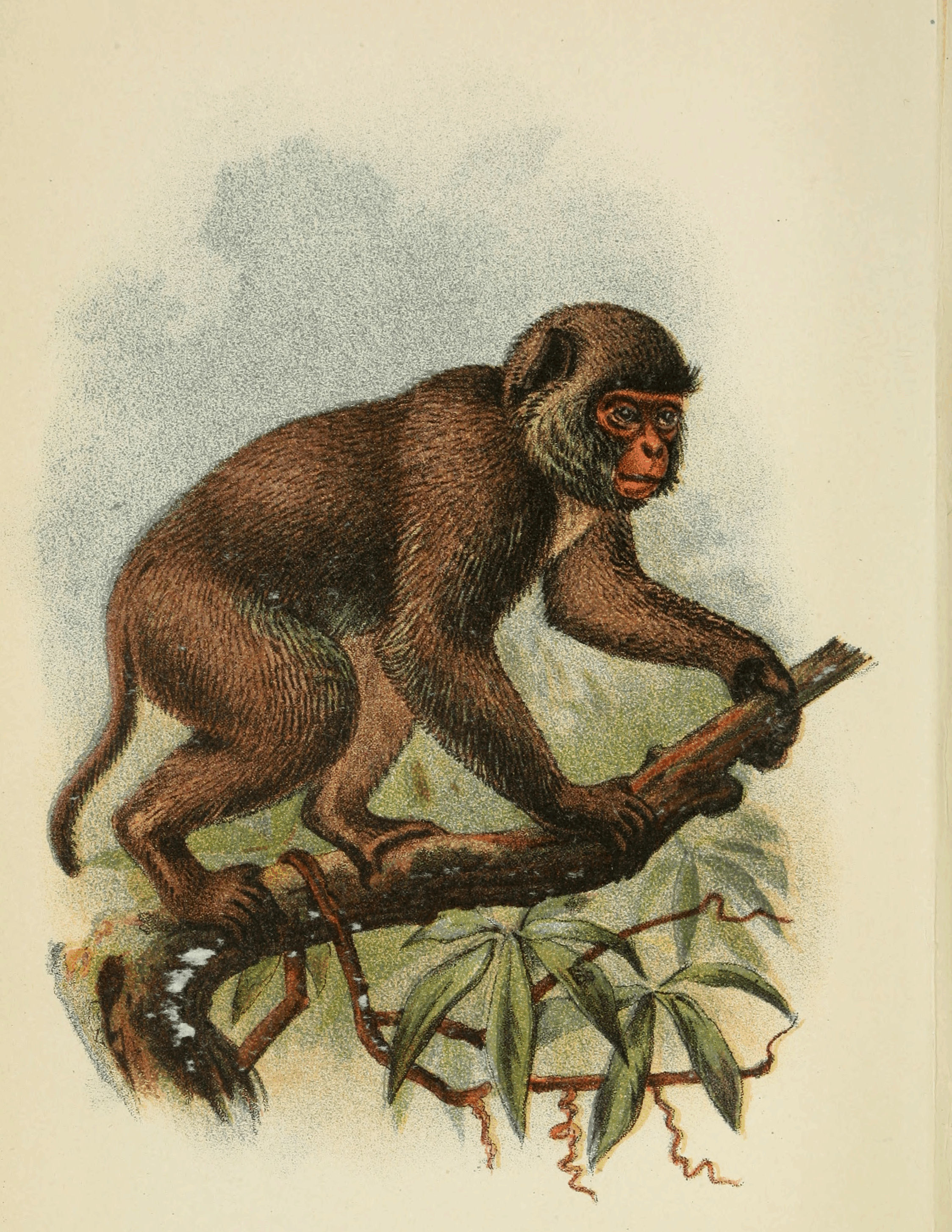 Profile of a wild monkey in the jungle. Primate Macaco Prego (nail