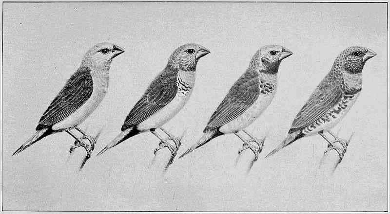 YELLOW-RUMPED AND CHESTNUT-BREASTED FINCHES, WITH TRANSITIONAL SPECIMENS