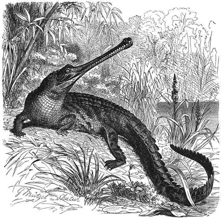 Gaviaal (Gavialis gangeticus). 1/25 v. d. ware grootte.