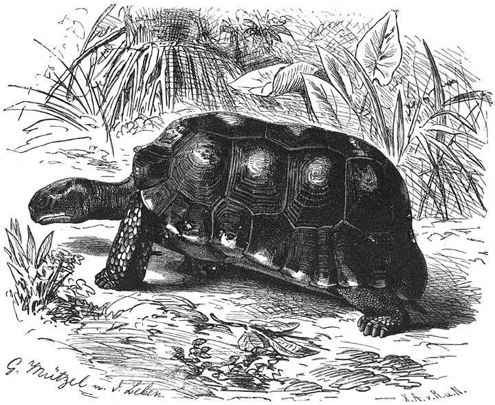 Woudschildpad (Testudo tabulata). ¼ v. d. ware grootte.