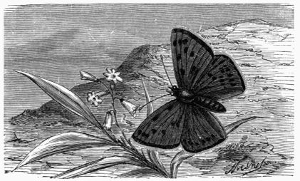 Fig. 154.—Polyommatus (Lycæna) gordius.