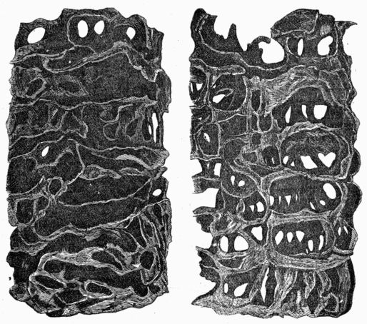 Fig. 361.—Sections of an Ant's Nest.