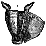 Fig. 51.
