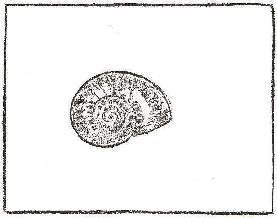 The common snail-shell