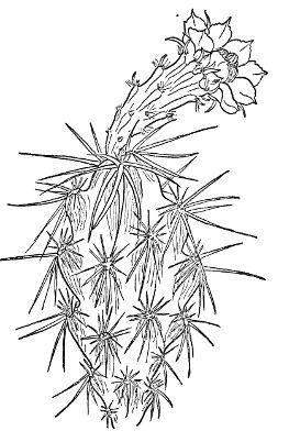 CURSED CHOLLA; DEVIL CHOLLA (Opuntia Stanlyi)