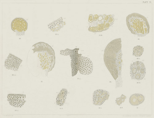 Illustration: Plate 26