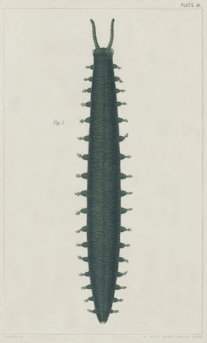 Illustration: Plate 46