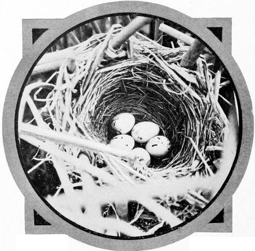 Taken near Spokane. Photo by F. S. Merrill. NEST AND EGGS OF THE COLUMBIAN REDWING.
