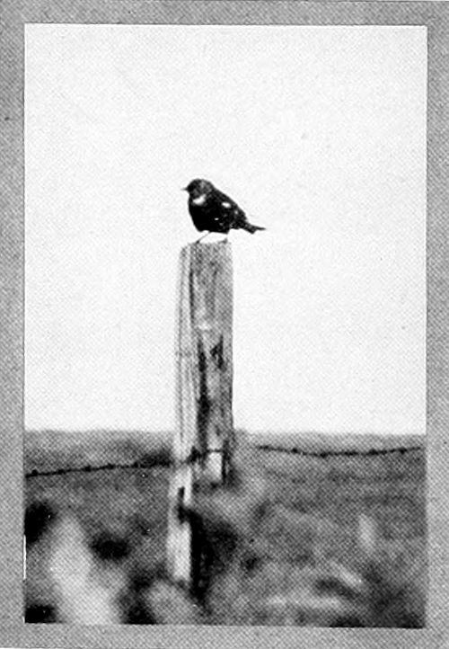 Photo by the Author. MALE YELLOW HEAD.