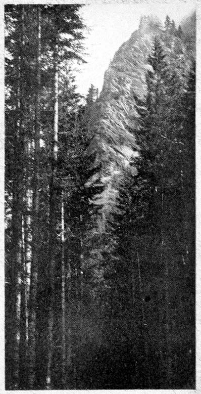 Taken in Rainier National Park. Photo by W. L. Dawson. “GIVEN TALL TIMBER.”