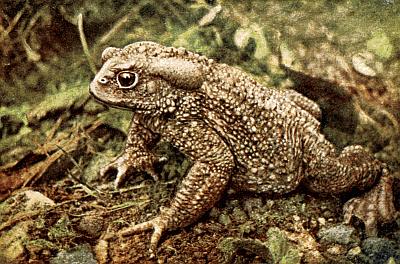 Brown toad covered with pimply glands of various sizes; elongated gland behind eye.