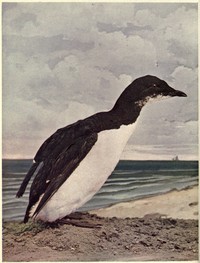 Birds Illustrated by Color Photography, Vol. 3, No. 6, June 1898