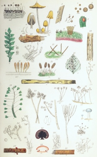 Plate VII.  W Bagg sculp  London: John Van Voorst.