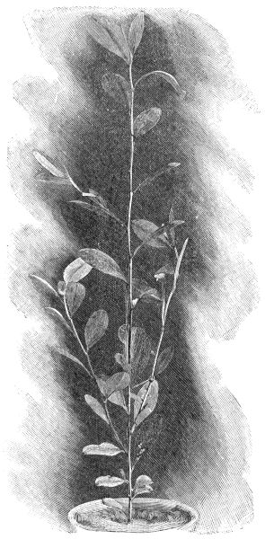 COCA PLANT Obtained by transplanting; eight months