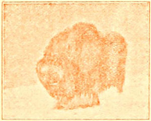 musk-ox