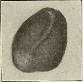 bon-bon oval shaped with line on  top