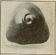 triangular shaped bon-bon with swirl on top