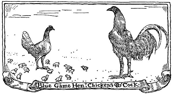 Blue Game Hen, Chickens & Cock.