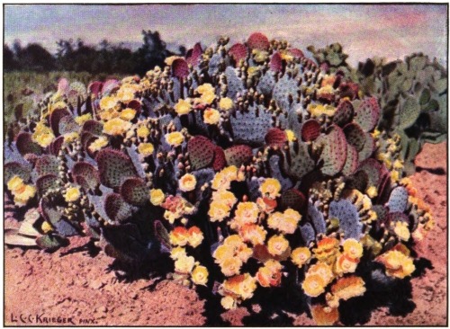 The prickly pear (Opuntia chlorotica santarita) of the desert in the American Southwest.  (This painting was kindly loaned by Dr. David Griffiths of the United States Department of Agriculture and reprinted here through the courtesy of the Journal of the International Garden Club, where it first appeared.)  Courtesy Journal of the International Garden Club