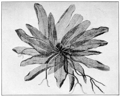 Laceleaf (Aponogeton fenestralis). A submerged aquatic plant, with permanently skeletonized leaves, and an inhabitant of forest pools in Madagascar. (After Engler & Prantl. Courtesy of Brooklyn Botanic Garden.)