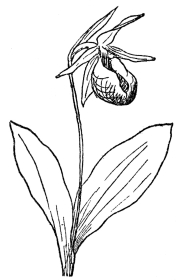 FIG. 73.—PINK LADY’S SLIPPER  (Cypripedium acaule)  A native orchid in northeastern North America.