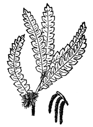 FIG. 94.—SWEET FERN  (Comptonia peregrina) belonging to the Myricaceæ.  These are usually aromatic, always woody plants, of which several species besides sweet fern grow in the United States.