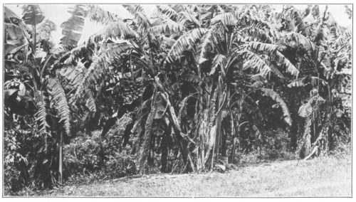 A Banana Plantation in Fruit. The banana is now grown throughout the tropical world, but native in tropical southeastern Asia. (Courtesy of Brooklyn Botanic Garden.)