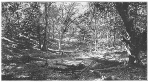 Temperate Forest on Gardiner’s Island, Long Island, N. Y. Note the open vista through the trees, and lack of undergrowth, due to the forest canopy, and contrast with the profusion of the under vegetation in the rain forest (Courtesy of Brooklyn Botanic Garden.)