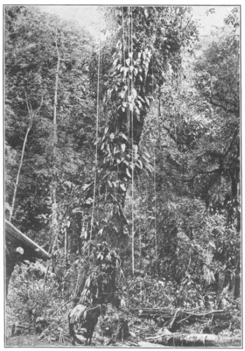 Rain Forest. Root-climbing lianas on a tree stem in the south Mexican rain forest (State of Chiapas). Below: Sarcinanthus utilis, with bipartite leaves. Farther up: Araceæ. Highest of all: epiphytic shrubs are visible near leaves of Araceæ. Around the stem, the cord-like aerial roots of Araceæ on the branches of the tree. (A photograph by G. Karsten.) (After Schimper. Courtesy of Brooklyn Botanic Garden.)