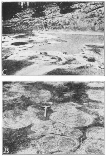 Fossil and Living Algæ Compared. C. A living algal pool colony near the Great Fountain Geyser, Yellowstone Park. (After Walcott.) B. Fossil calcareous algæ. Cryptozoön proliferum Hall, from the Cryptozoön ledge in Lester Park, near Saratoga Springs, N. Y. These algæ, which are among the oldest plants of the earth, grew in cabbage-shaped heads on the bottom of the ancient Cambrian sea and deposited lime in their tissue. The ledge has been planed down by the action of a great glacier which cut the plants across, showing their concentric interior structure. (Photographed by H. P. Cushing. Pictures and explanations of them from “The Origin and Evolution of Life,” by Professor Henry Fairfield Osborn, who kindly permitted their reproduction here.) (Courtesy of Brooklyn Botanic Garden.)