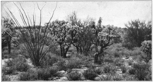 Some of the Commoner Plants of the Desert in the Southwest. The fanlike branches at the left are the ocotillo (Fouquieria), the two short tree cacti and choya cactus (Opuntia) and the leafless tree in the central background the palo verde (Parkinsonia).  (Photo by the late Edward L. Morris, released for publication here by the Brooklyn Museum.)