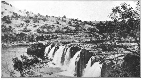 Grassland and Tree Vegetation All over the world there is a contest between grassland and tree vegetation for dominance wherever both occur. In this thorn veld in Natal the struggle is particularly keen. (After Bews. Courtesy of Brooklyn Botanic Garden.)