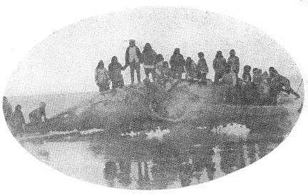 Esquimaux au dépeçage d’une baleine