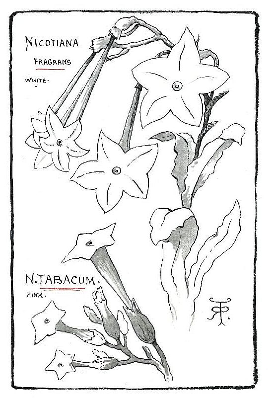 Page 11: NICOTIANA FRAGRANS WHITE. N. TABACUM. PINK. RTP.