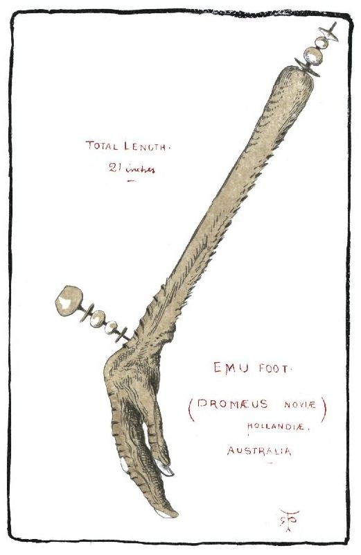 EMU FOOT (DROMÆUS NOVIÆ HOLLANDIÆ.) AUSTRALIA