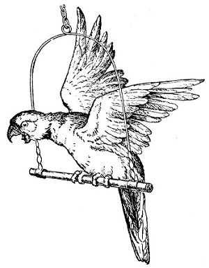 Parrot on swing-rod