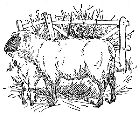 Mother-lamb and baby-lamb lamb