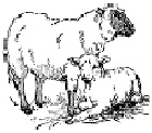 Mother-lamb and Baby-lamb