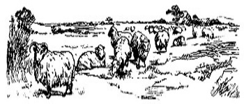 Herd of wooly lambs