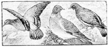 Three doves