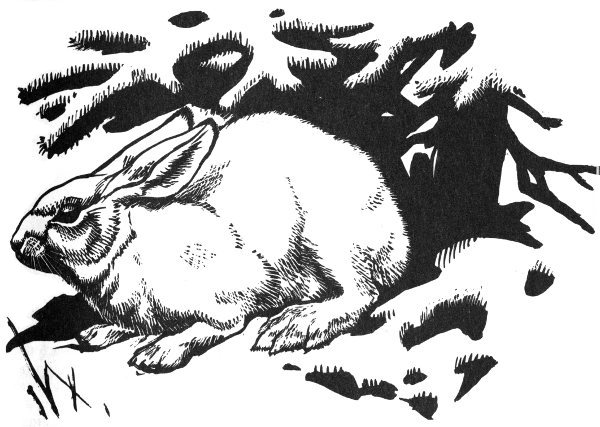 snowshoe hare