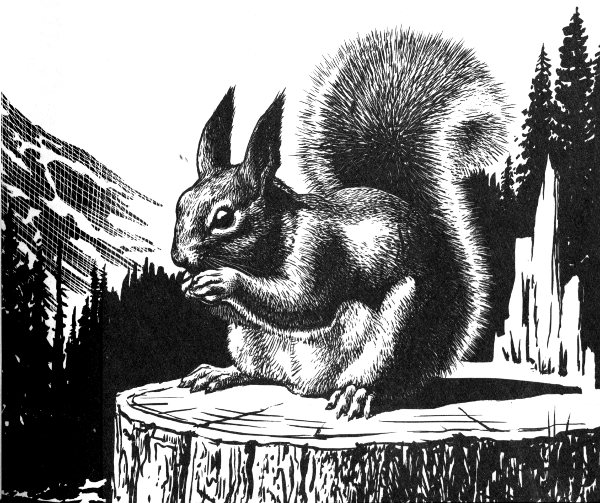 tassel-eared squirrel