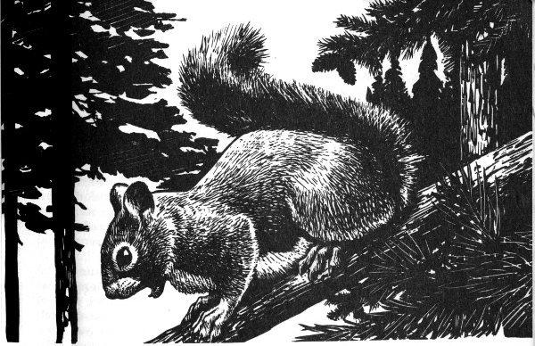 spruce squirrel