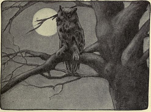 owl in tree with full moon behind 