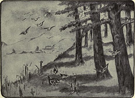 birds on ground in forest