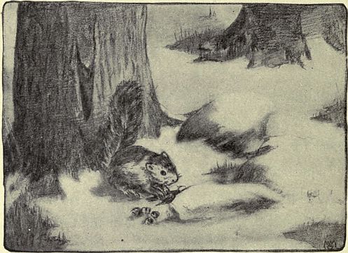 squirrel on ground in snow