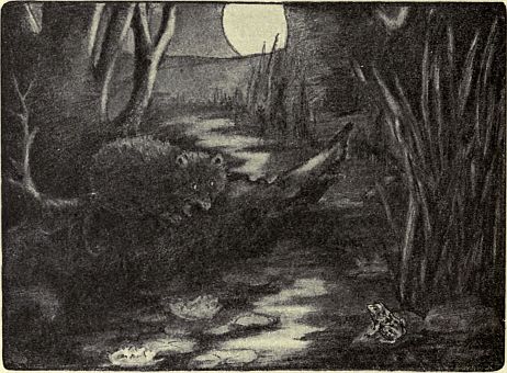 possum in moonlight