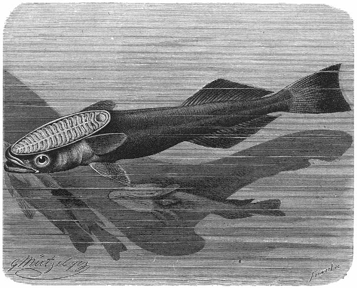 Schildvisch (Echeneis remora). ⅖ v. d. ware grootte.