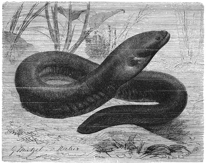 Sidderaal (Gymnotus electricus). ⅙ v. d. ware grootte.